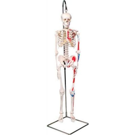 FABRICATION ENTERPRISES 3B® Anatomical Model - Shorty The Mini Skeleton with Muscles on Hanging Stand 952523